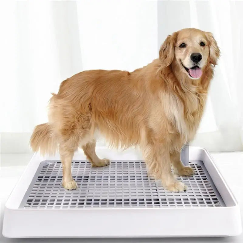 Splash-Proof Dog Potty Tray